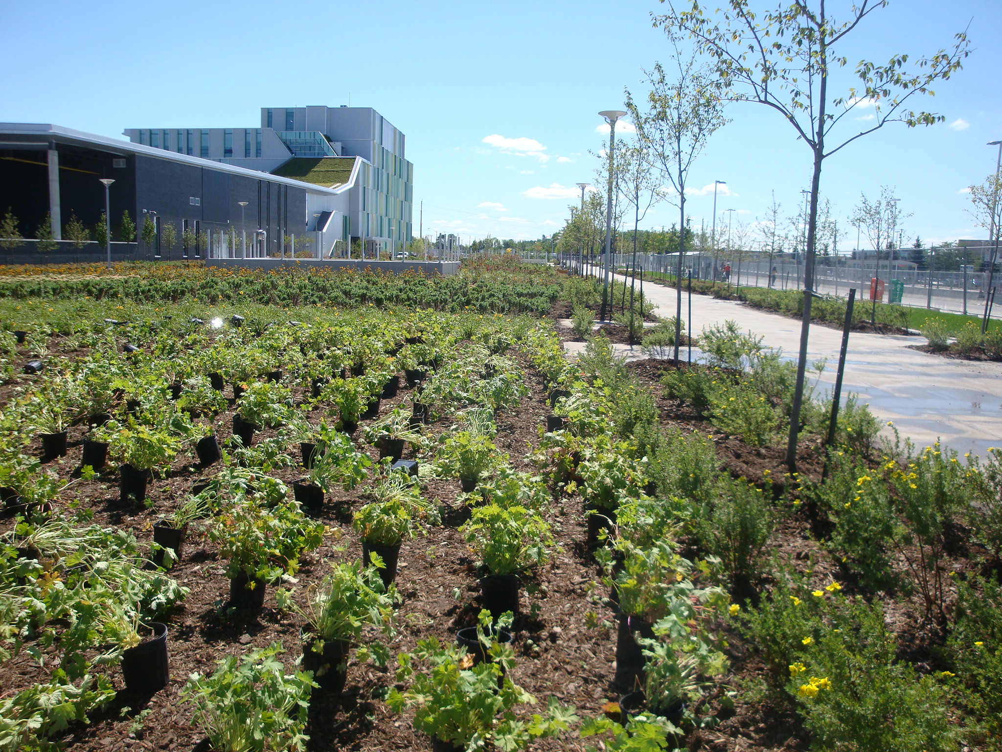 Ottawa Multi-Unit Residential — Courtyard & landscape